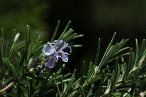 dichtbij omhoog van een rozemarijn takje met een Purper klein bloem, tegen een groen achtergrond buitenshuis foto