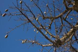 detailopname van de kroon van een kaal zijde zijde boom , met stekels en langwerpig fruit, tegen een blauw lucht, in Sicilië foto