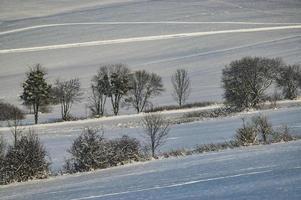 groep bomen in de landschap foto