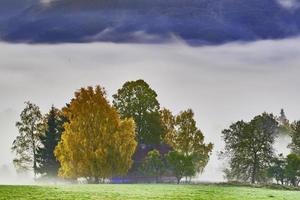 mistig ochtend- in de bomen foto