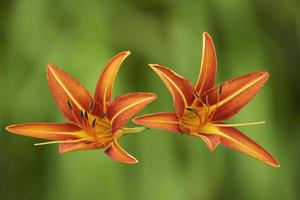 twee oranje lelie bloem foto