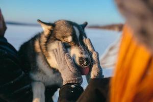 schattige husky hond foto