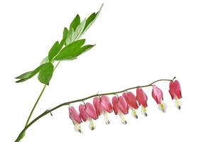 dicentra spectabilis bloem foto