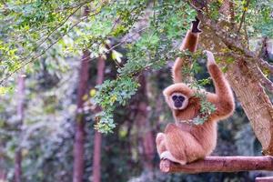 wit wangedrocht gibbon. foto