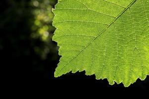 macro van een blad foto