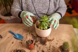 vrouw handen in handschoenen houden een blauw gieter kan en water een nieuw getransplanteerd sappig. stap 3 foto