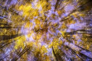 abstract beuken herfst boomtoppen. foto