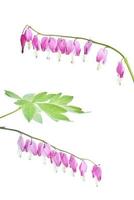 dicentra spectabilis bloem foto