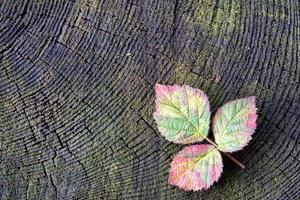 herfst rood framboos blad foto