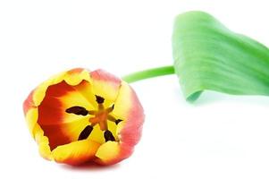 beautifu tulp bloem foto