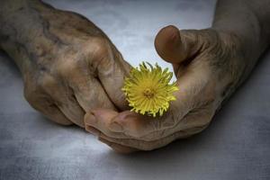 senior vrouw handen en bloem foto