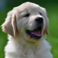 schattig puppy hond met groen gras bokeh achtergrond premie foto