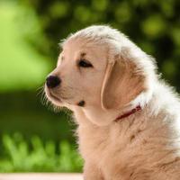 schattig puppy hond met groen gras bokeh achtergrond premie foto