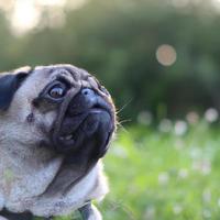 schattig puppy hond met groen gras bokeh achtergrond premie foto