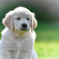 schattig puppy hond met groen gras bokeh achtergrond premie foto