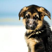 schattig puppy hond met groen gras bokeh achtergrond premie foto