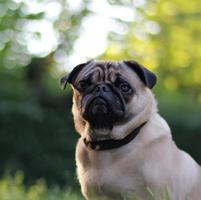 schattig puppy hond met groen gras bokeh achtergrond premie foto