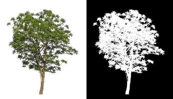 boom geïsoleerd Aan wit achtergrond met knipsel pad en alpha kanaal Aan zwart achtergrond foto