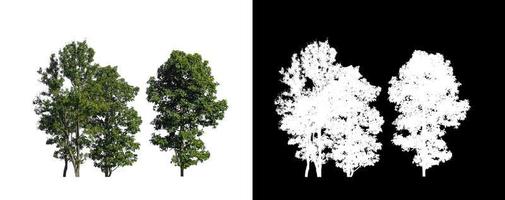 bomen geïsoleerd Aan wit achtergrond met knipsel pad en alpha kanaal Aan zwart achtergrond foto