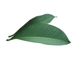 plumeria of frangipani blad. dichtbij omhoog single groen bladeren van plumeria boom geïsoleerd Aan wit achtergrond. foto