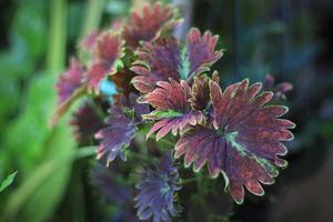 plectranthus scutellarioides of coleus boom. dichtbij omhoog exotisch groen bruin bladeren in tuin met ochtend- licht. foto