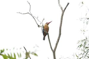 voorraad gefactureerd ijsvogel foto