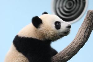 reusachtig panda in een bijlage foto