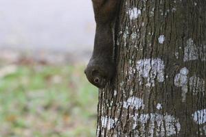 weegbree eekhoorn Aan een boom foto