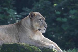 majestueus Afrikaanse leeuw foto