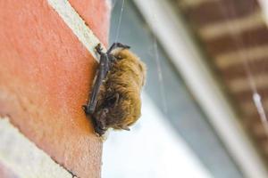 bruin knuppel blijft hangen Aan de muur en slaapt duitsland. foto