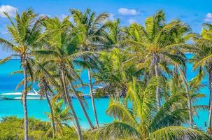 mooi tropisch natuurlijk palm boom boot steiger contoy eiland Mexico. foto