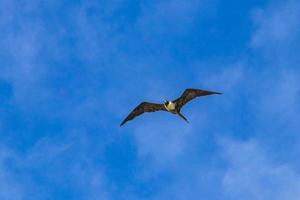 fregat vogelstand kudde vlieg blauw lucht wolken achtergrond in Mexico. foto