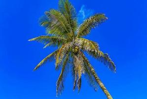 mooi tropisch natuurlijk palm boom Woud panorama contoy eiland Mexico. foto