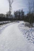 besneeuwd winter met een pad leidend vooruit en bomen Aan beide zijden foto