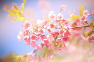roze kersenbloesems tegen een blauwe hemel foto