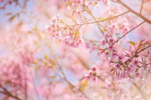 roze kersenbloesems tegen een blauwe hemel foto