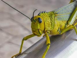 reusachtig groen sprinkhaan zittend Aan traliewerk in Mexico. foto