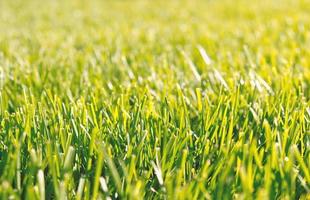 dichtbij omhoog groen gras, natuurlijk groen achtergrond structuur van gazon tuin. ideaal concept gebruikt voor maken groen vloeren, gazon voor opleiding Amerikaans voetbal toonhoogte, gras golf cursussen, groen gazon patroon. foto