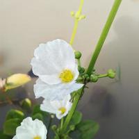 water jasmijn is een heel mooi fabriek en verfrist de lucht, deze bloem is ook gebeld echinodorus paleafolius, deze jasmijn is heel uniek omdat het leeft in water foto