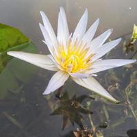 de wit lotus groeit Aan de oppervlakte van de water creëert een mooi visie foto