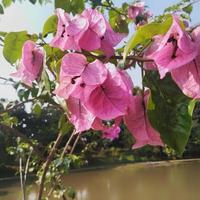 helder geplant papier bloemen of bougainvillea dat zijn geschikt in de tuin in de tuin of werf van de huis foto