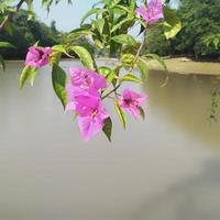 helder geplant papier bloemen of bougainvillea dat zijn geschikt in de tuin in de tuin of werf van de huis foto