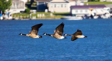 Canada ganzen vliegend over- meer foto