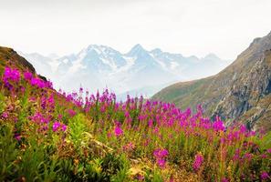 rustig groen bergen met Purper bloemen Aan heuvel en besneeuwd pieken achtergrond behang met Nee mensen. ongerept ongerept natuur landschap panorama foto