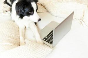 mobiel kantoor Bij huis. grappig portret schattig puppy hond grens collie Aan bed werken surfing browsen internet gebruik makend van laptop pc computer Bij huis binnen. huisdier leven freelance bedrijf quarantaine concept. foto