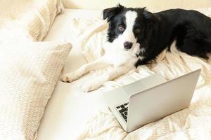 mobiel kantoor Bij huis. grappig portret schattig puppy hond grens collie Aan bed werken surfing browsen internet gebruik makend van laptop pc computer Bij huis binnen. huisdier leven freelance bedrijf quarantaine concept. foto