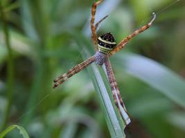 mooi spin hangende Aan de web aan het wachten voor voedsel, macro natuur foto