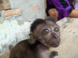 baby aap gescheiden van haar moeder en geadopteerd door mensen, behoud foto