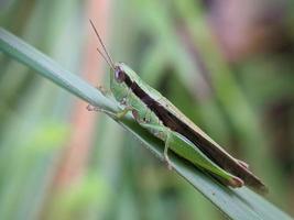 sprinkhaan Aan blad, macro fotografie, extreem dichtbij omhoog foto