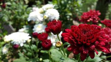 rood en wit bloemen groeit in de tuin foto